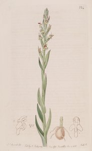 Illustration de Disa bracteata